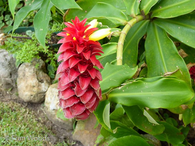 Bishop garden in Ulladulla