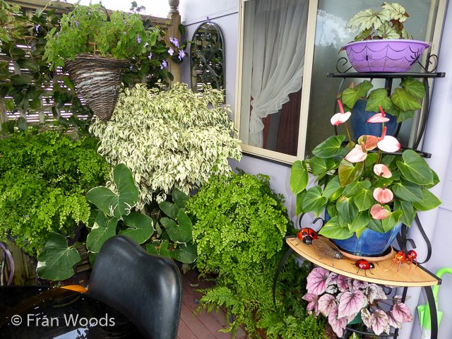 Bishop garden in Ulladulla