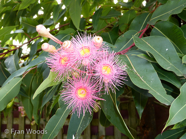 Bishop garden in Ulladulla