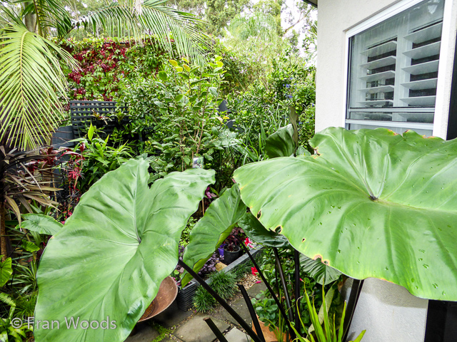 Helen and John's garden in Mollymook