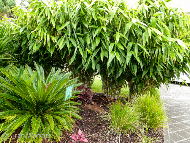 Helen and John's garden in Mollymook