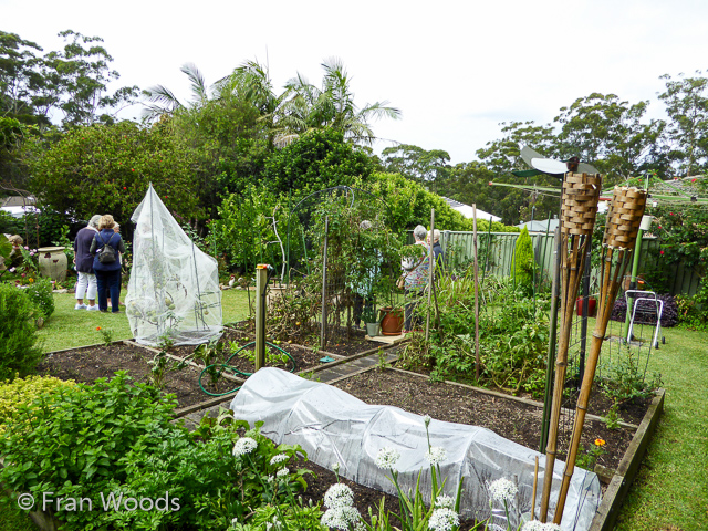 Debbie and Mark's garden in Mollymook