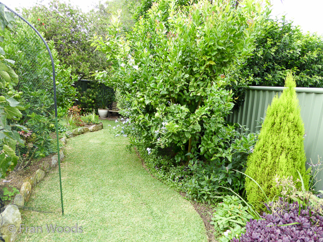 Debbie and Mark's garden in Mollymook