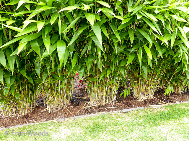 Helen and John's garden in Mollymook