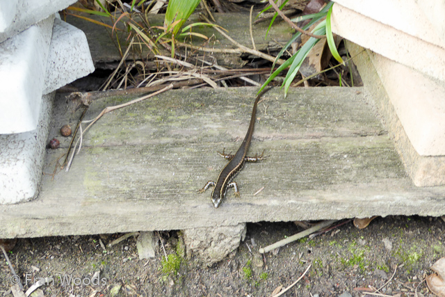 Skink