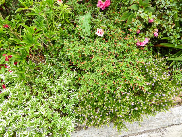 Bishop garden in Ulladulla