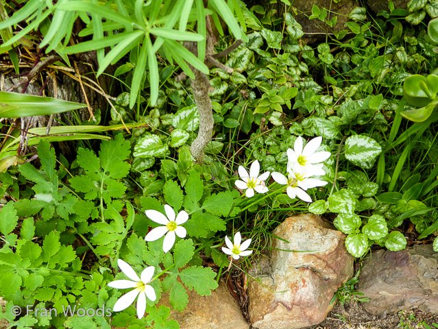 Bishop garden in Ulladulla
