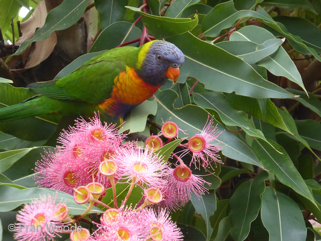 Bishop garden in Ulladulla