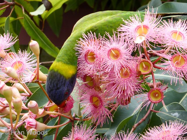 Bishop garden in Ulladulla