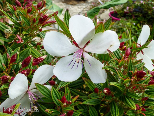 Bishop garden in Ulladulla