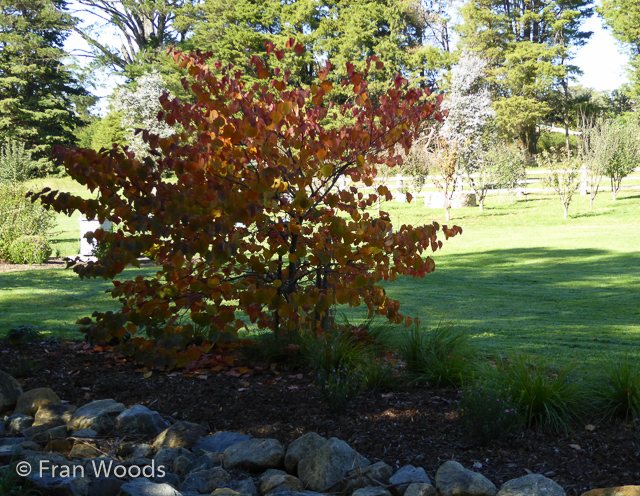 Visit Lemin's garden