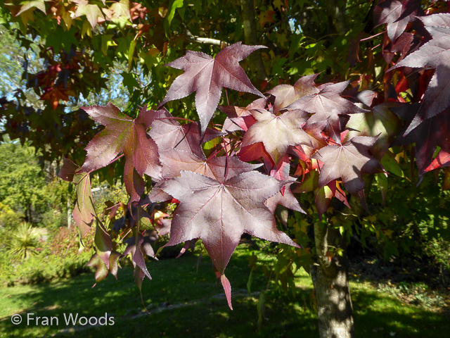 Visit James' garden