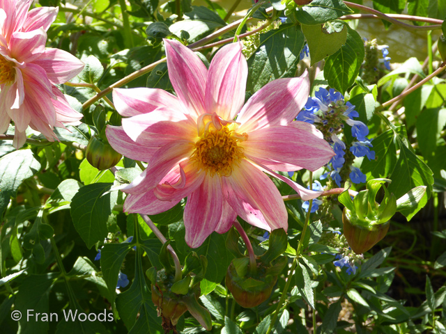 Visit to Bigg's garden