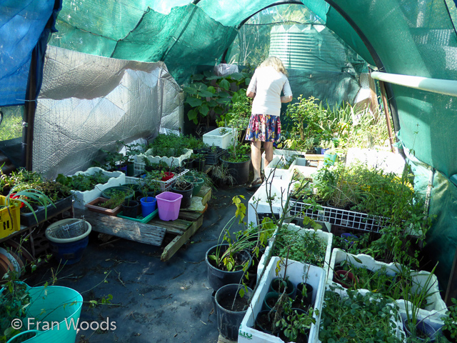 Visit to Bigg's garden