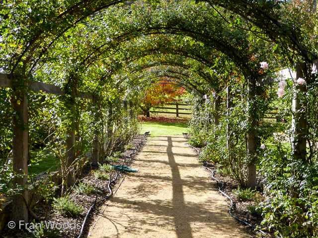 Visit to Lane's garden
