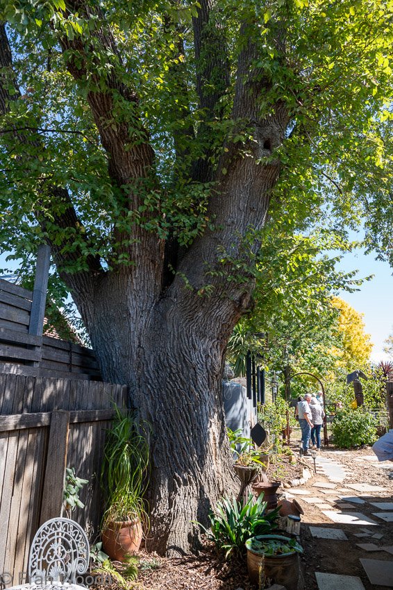 Historic garden in Park Lane