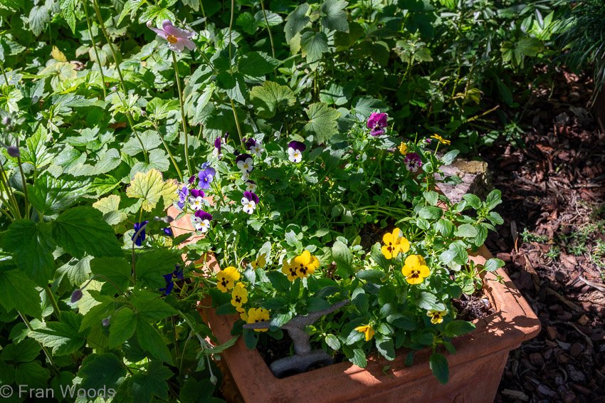 Historic garden in Park Lane