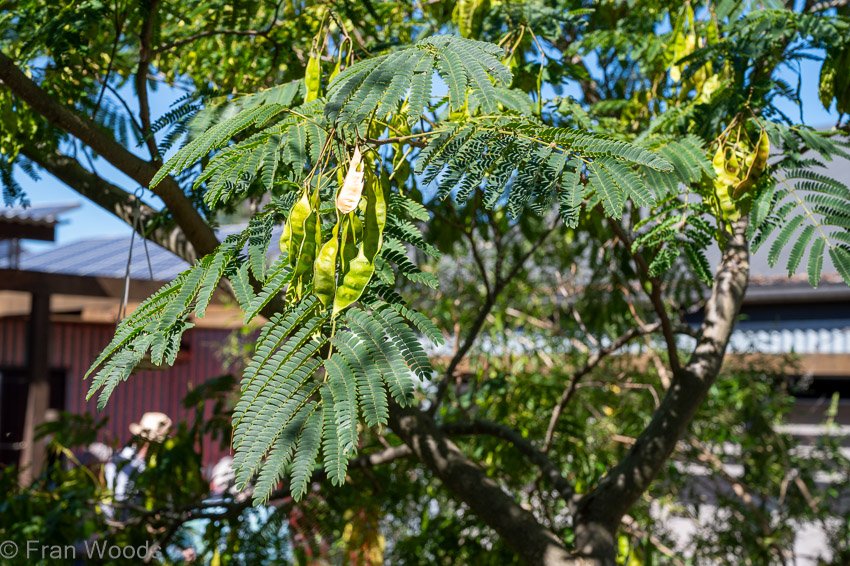 Historic garden in Park Lane