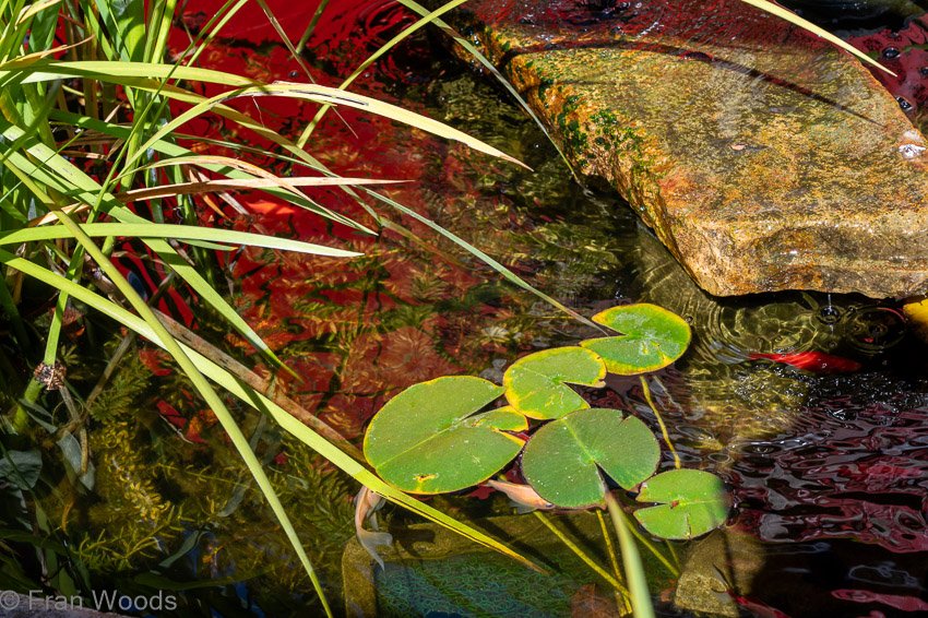 Historic garden in Park Lane