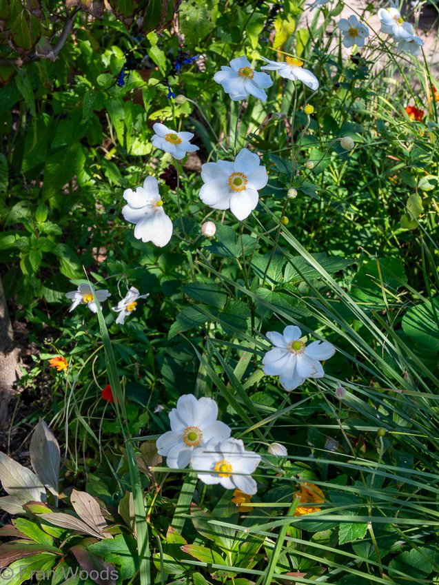 Monkittee Street garden
