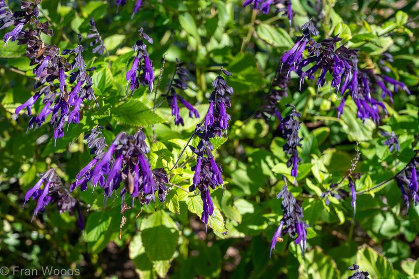 Monkittee Street garden