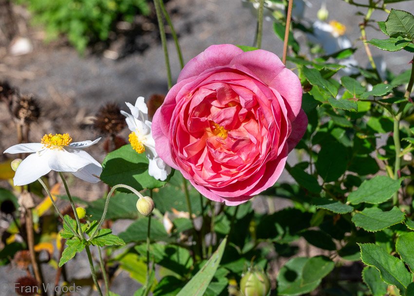 Monkittee Street garden