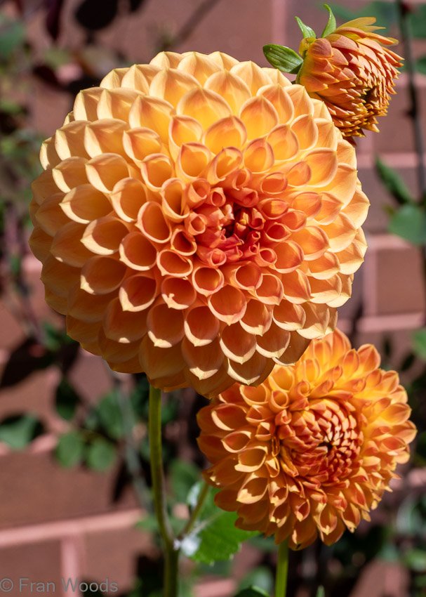 Monkittee Street garden