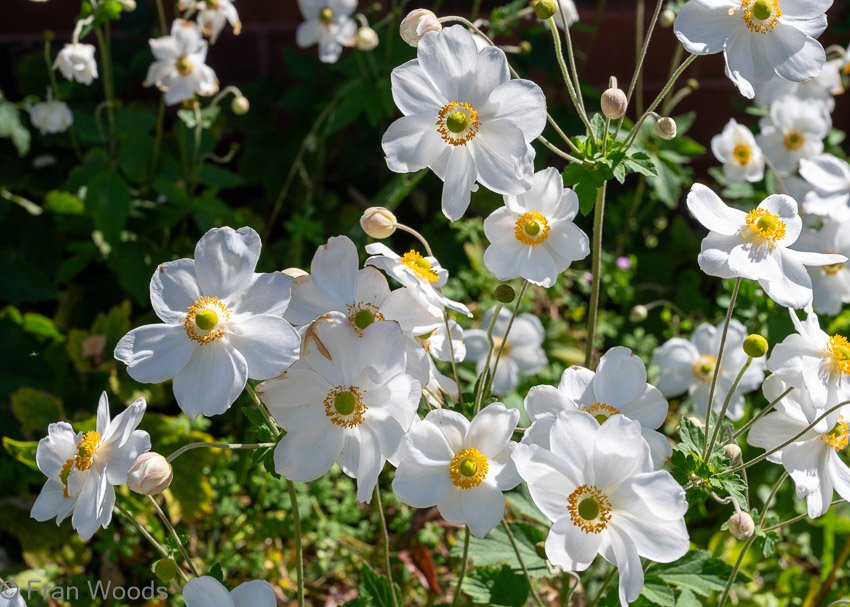 Monkittee Street garden