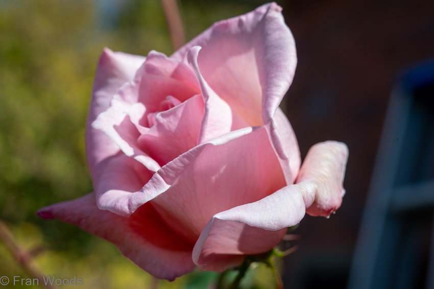 Monkittee Street garden