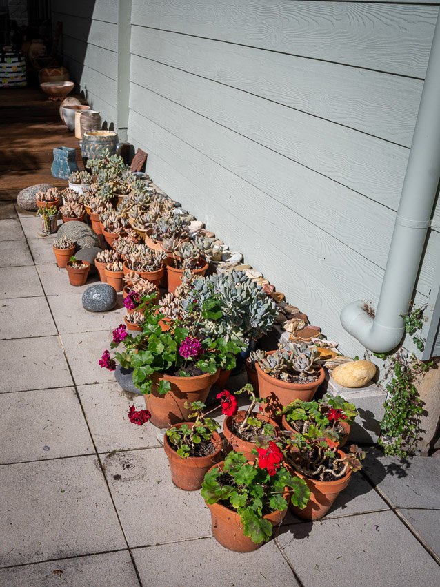 Succulents