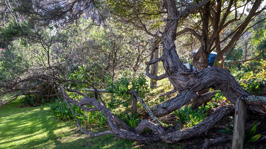 South Roseland garden