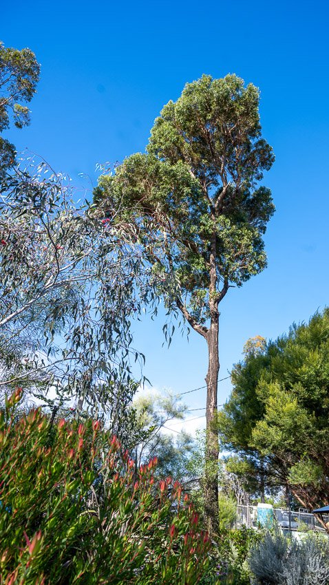 North Roseland garden