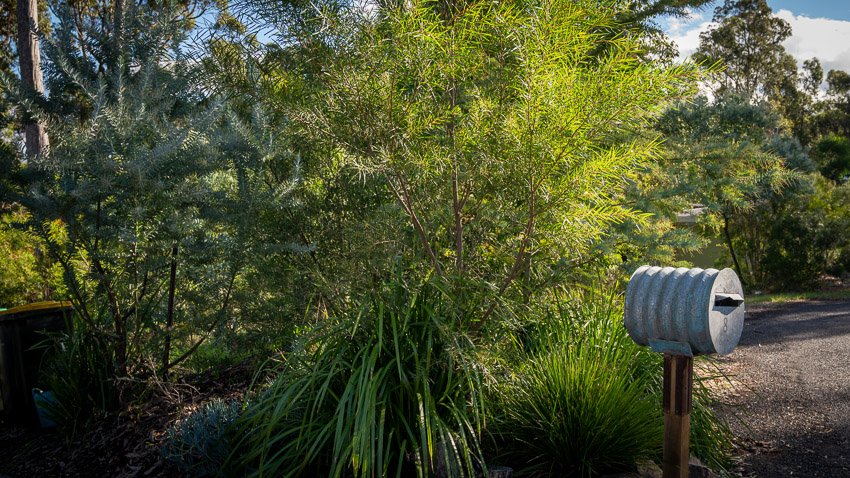 North Roseland garden