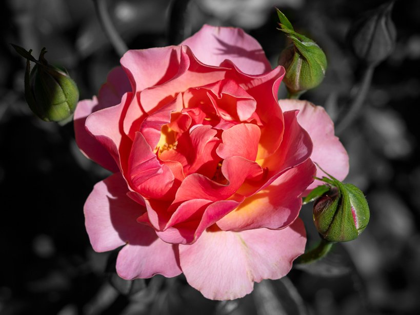 Beautiful rose