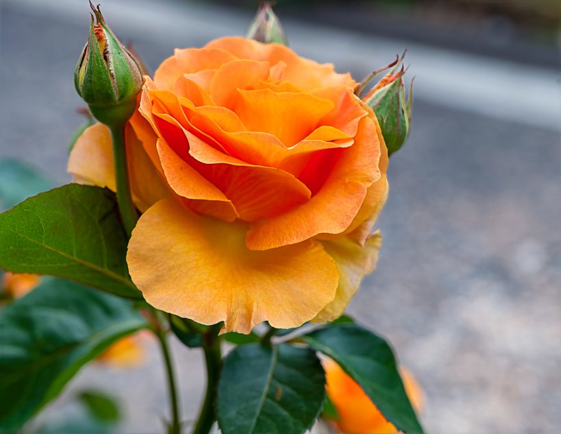 Lovely orange rose