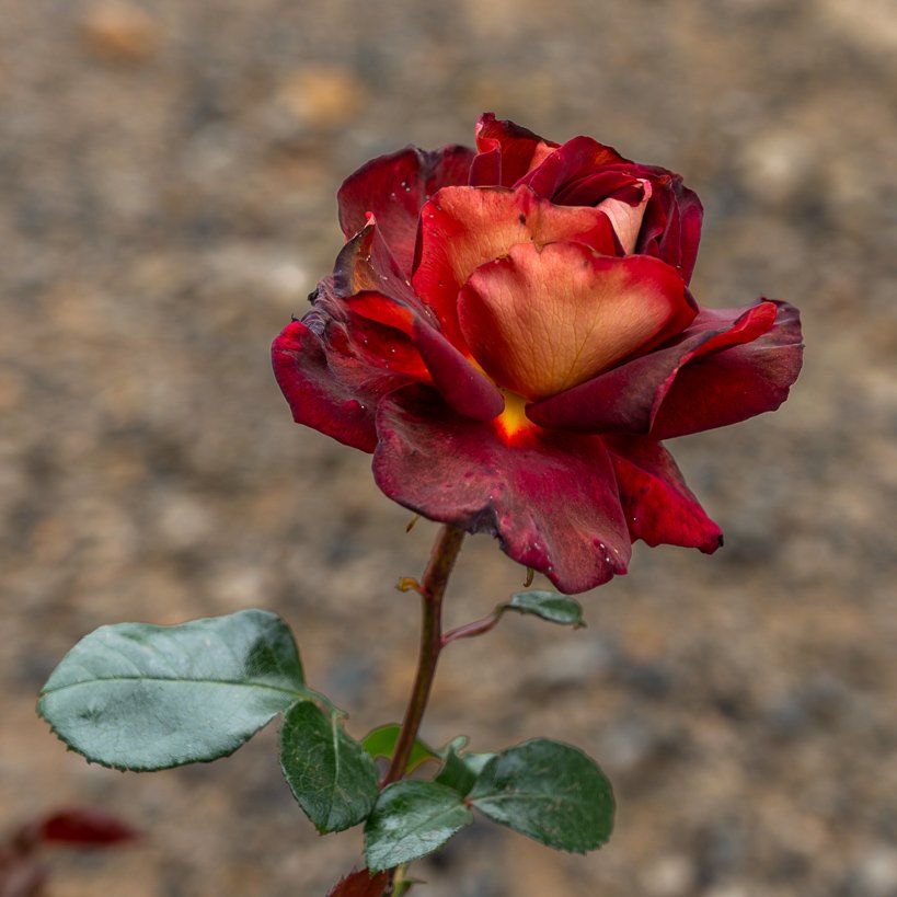 Frosted rose