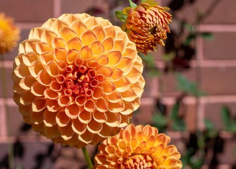Orange dahlias