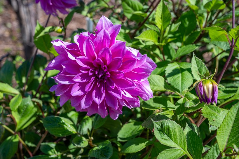 Dahlia