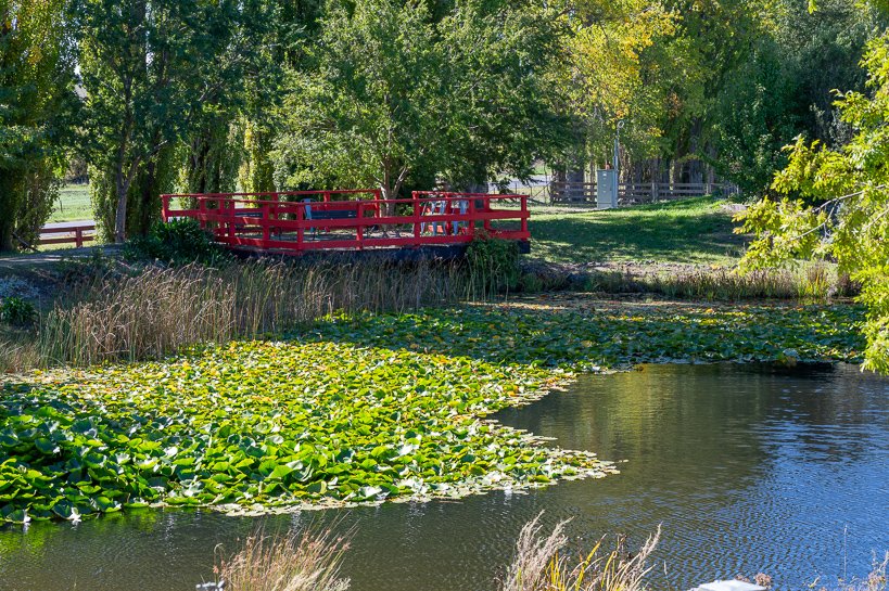 Local pond at senior's village