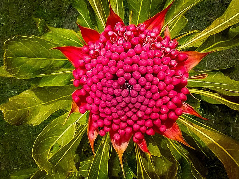 Waratah in glorious colour