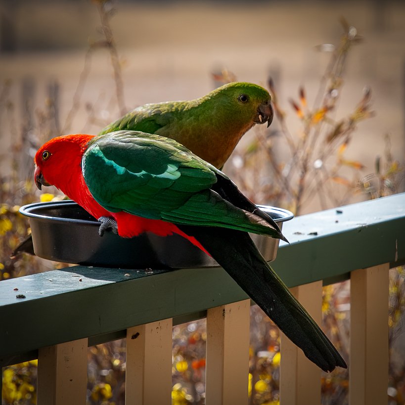 Mr & Mrs King Parrot having a feed