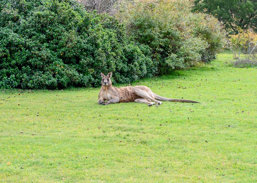 His majesty resting in the garden.