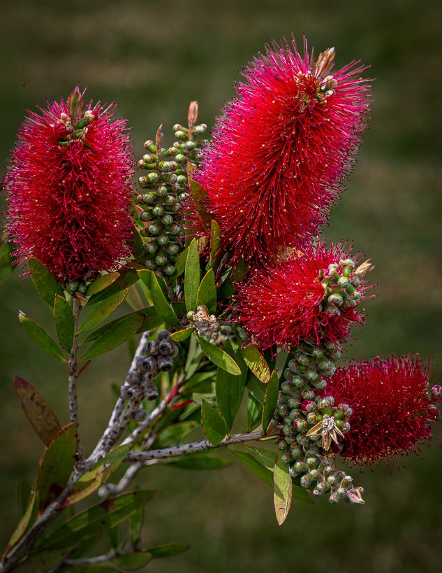 Cheery bottlebrush