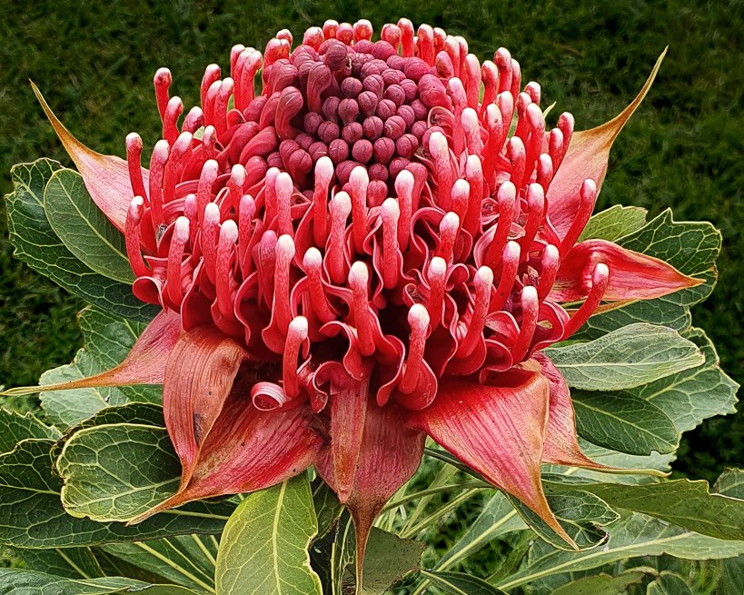 Our glorious Waratah