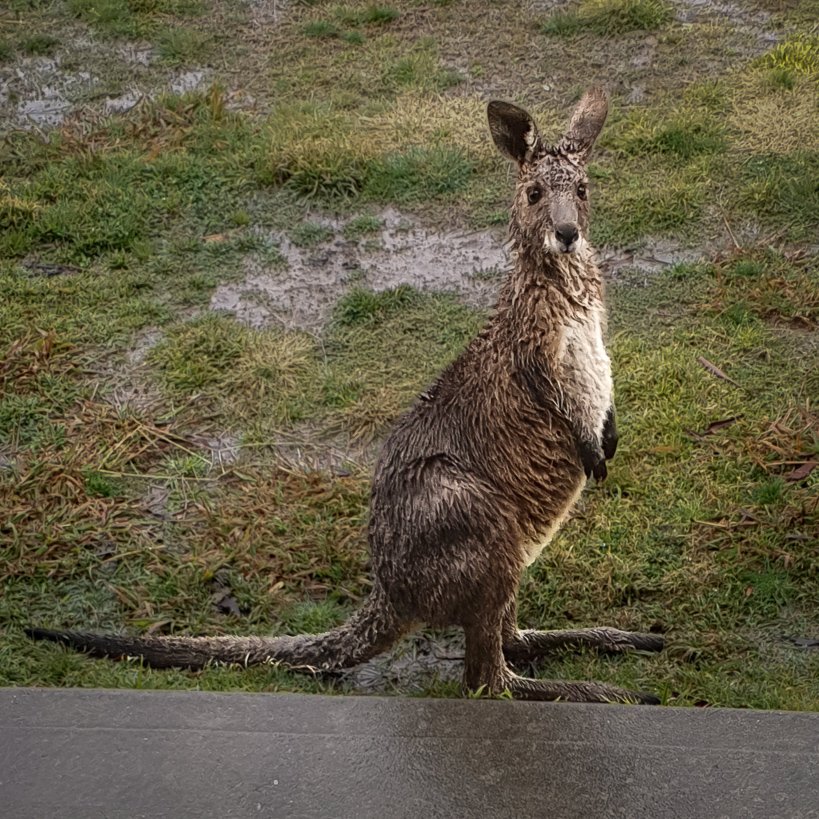 Bedraggled visitor at my front door