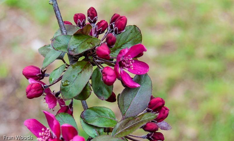 Murray garden, Braidwood