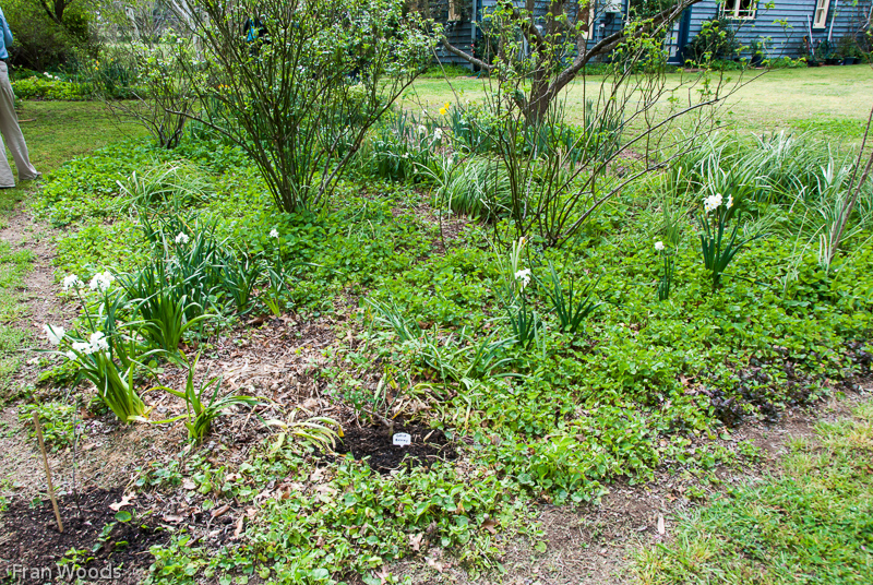 Murray garden, Braidwood