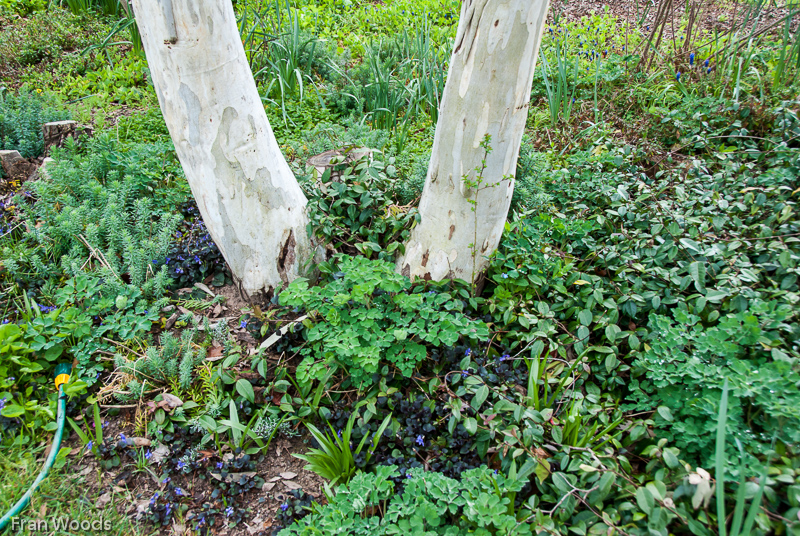 Murray garden, Braidwood