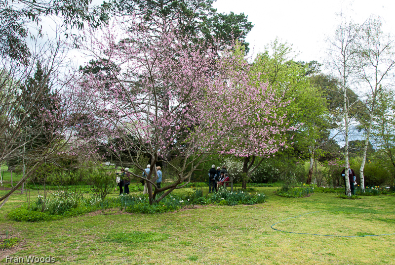 Murray garden, Braidwood