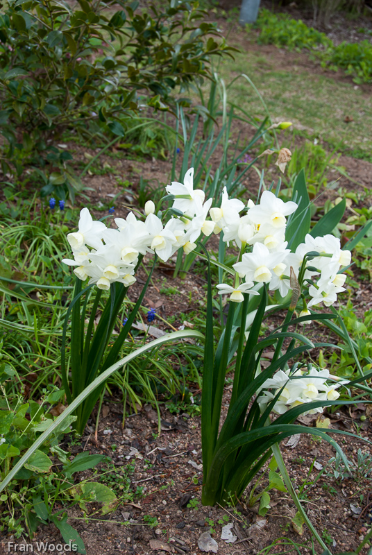 Murray garden, Braidwood